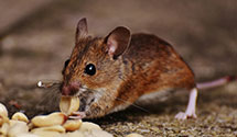 24 Hour & Emergency Exterminators in Rock Hall, MD